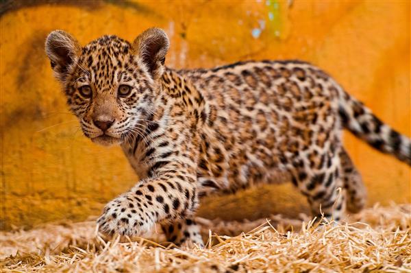 Jaguar Science